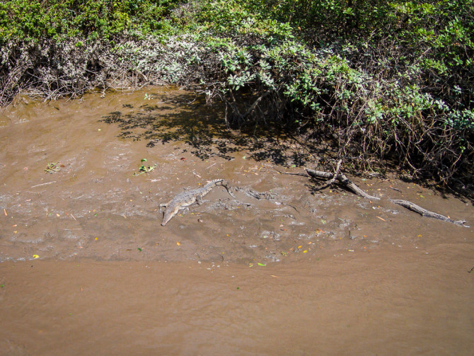 Crocodile waiting along the River